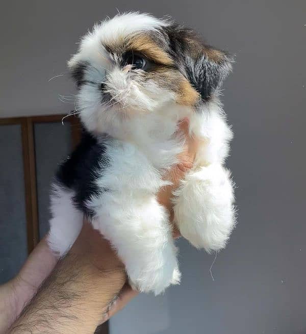 100%pure shihtzu Puppies available 2