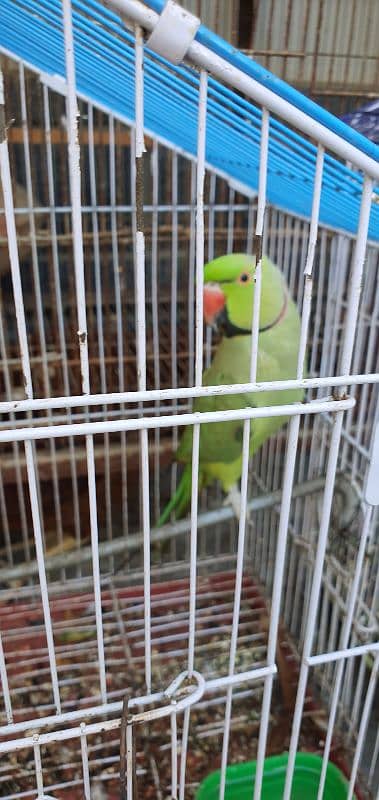 Talking Green Ringneck For Sale 0