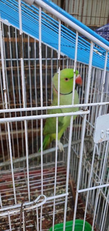 Talking Green Ringneck For Sale 1