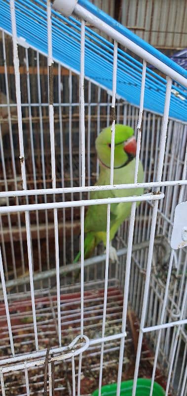 Talking Green Ringneck For Sale 2