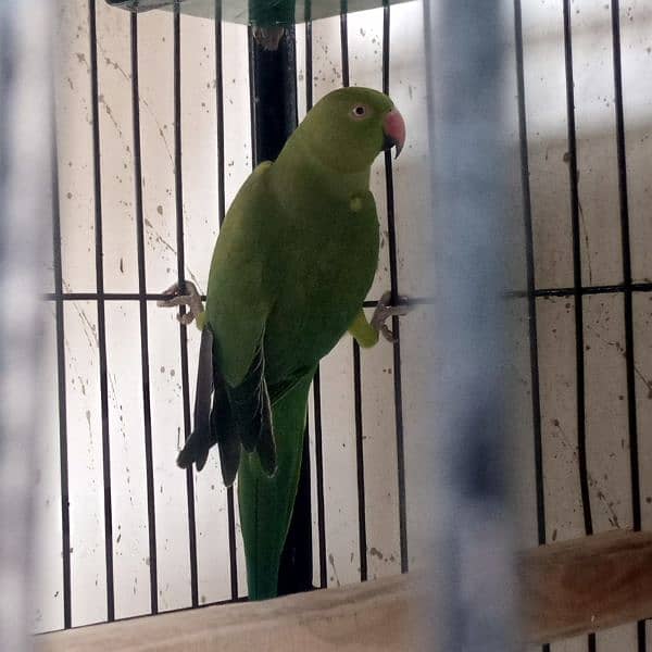 15000 Ringneck Pair Breeder 0