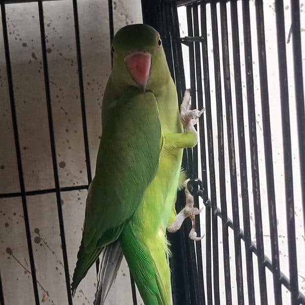 15000 Ringneck Pair Breeder 1