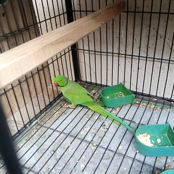 15000 Ringneck Pair Breeder 2