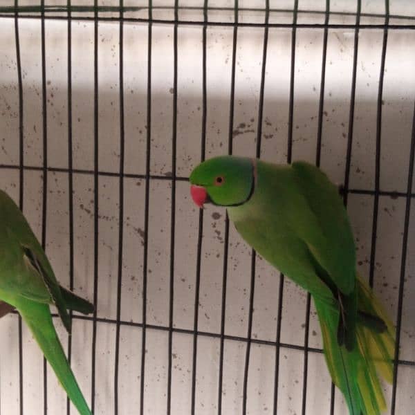 15000 Ringneck Pair Breeder 3