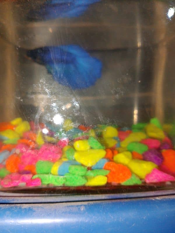 Betta fish 0