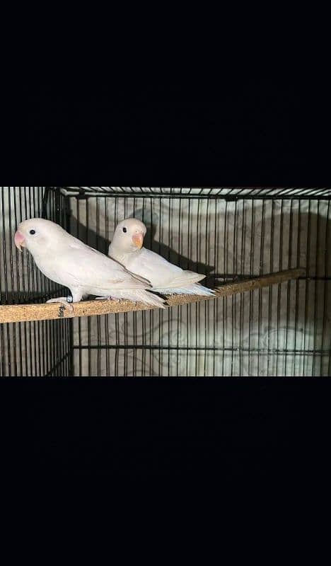 love birds 1