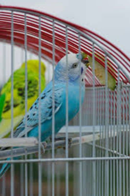 Common Budgies Adult Pairs Healthy and activr 0