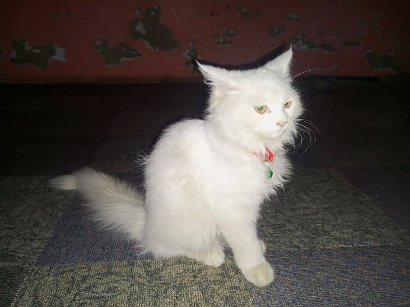 triple coat Persian cat 2