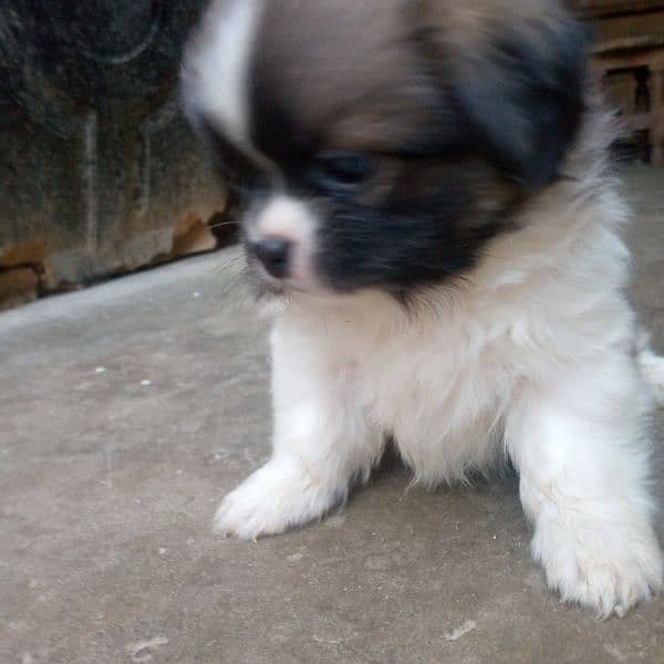 shihtzu puppy 1