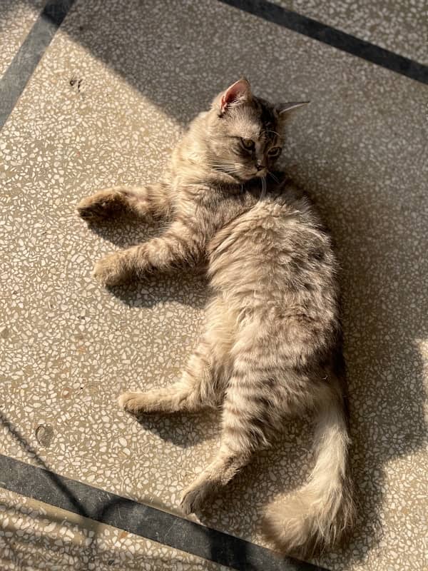 Persian male cat for sale 1