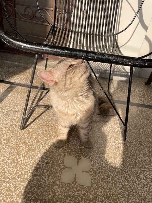 Persian male cat for sale 4