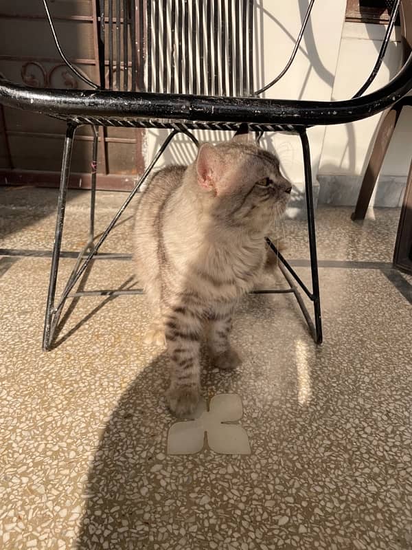 Persian male cat for sale 5