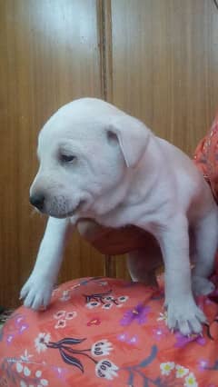 Labrador puppy 22 days