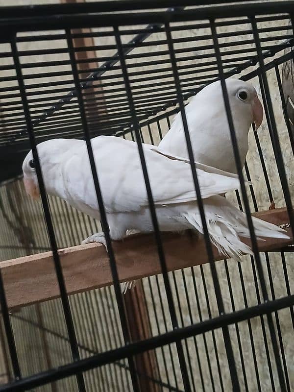 albino white love birds 0