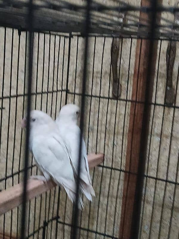 albino white love birds 3