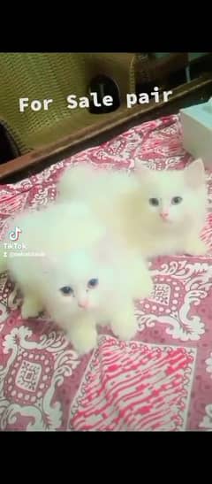 Pure Parshian Cat pair