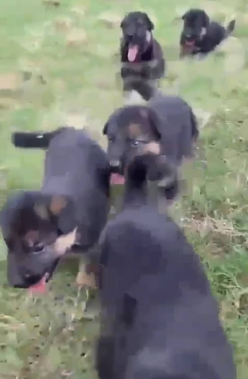 German Shepherd Puppies 0