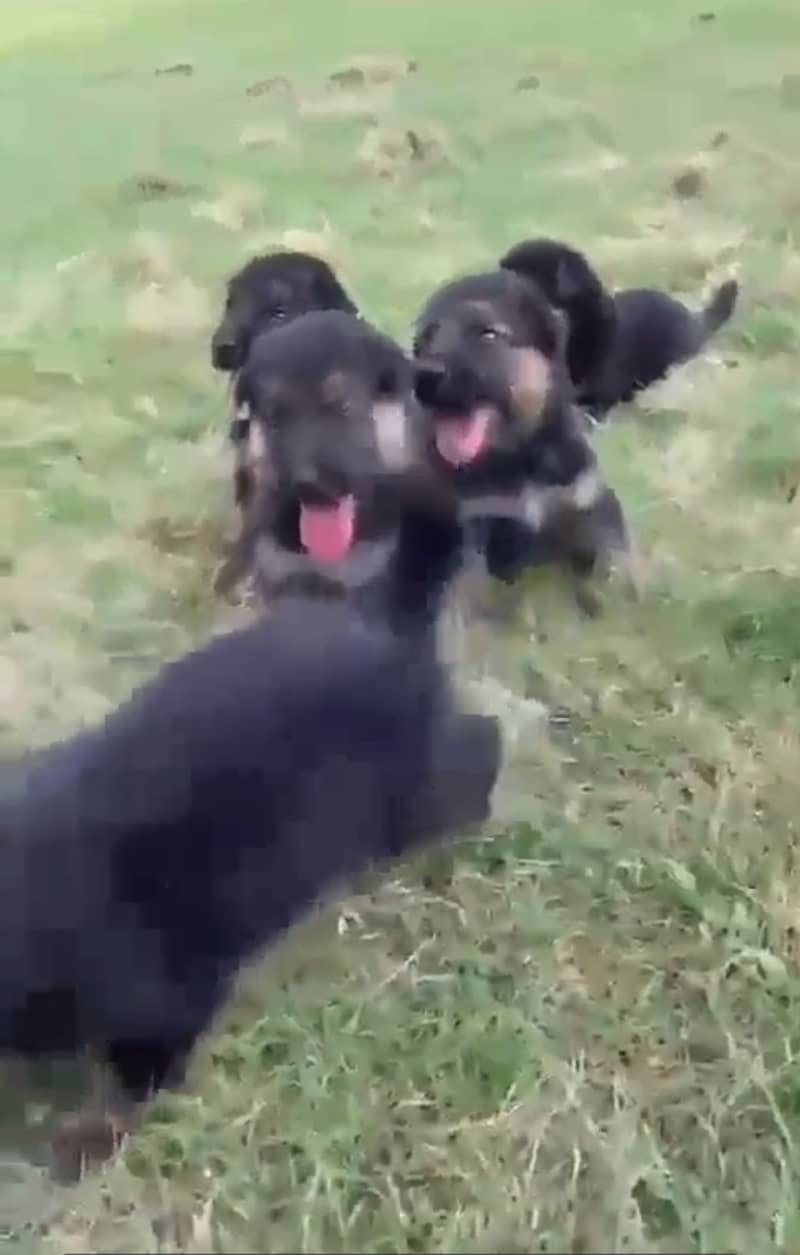 German Shepherd Puppies 1