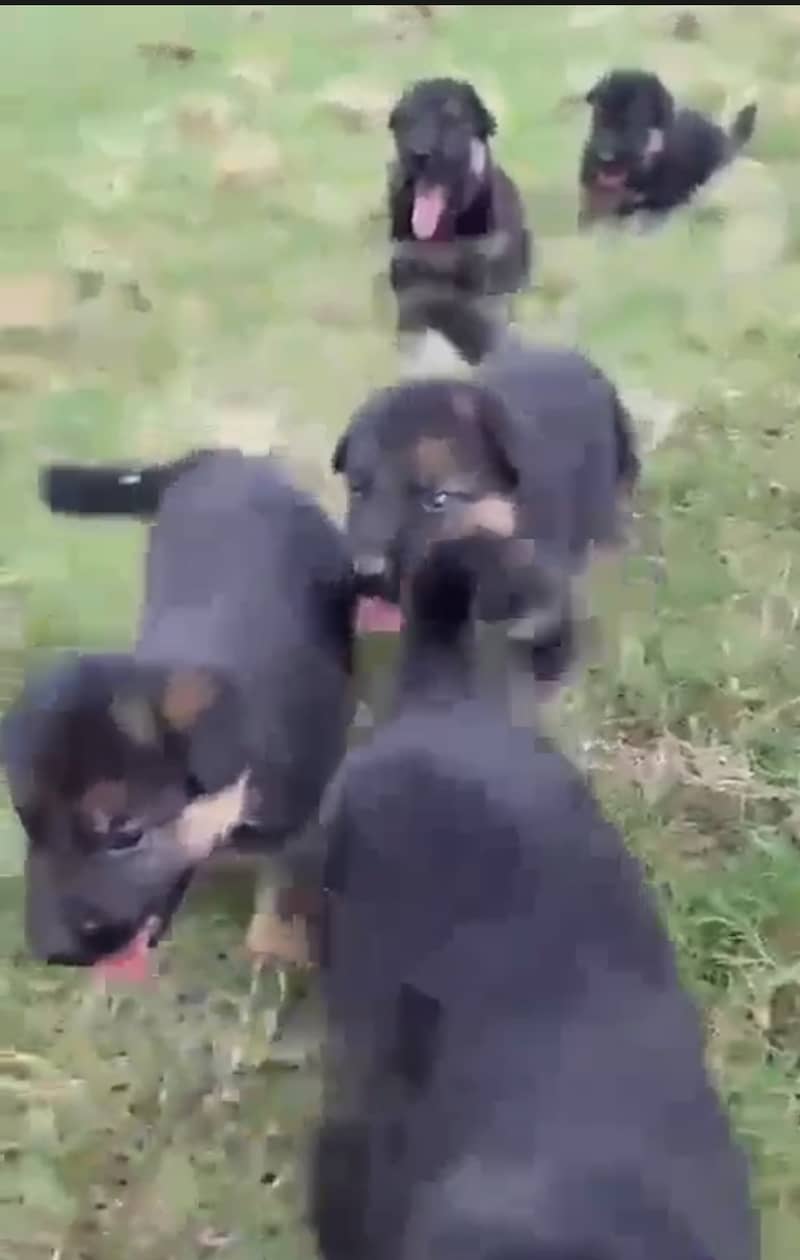 German Shepherd Puppies 2