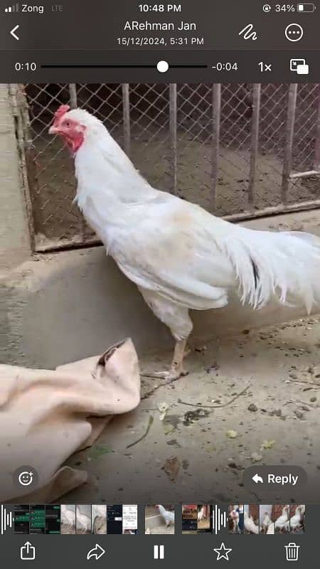 Aseel heera male, heera female and black qandhari female 5