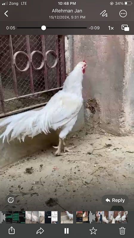 Aseel heera male, heera female and black qandhari female 6