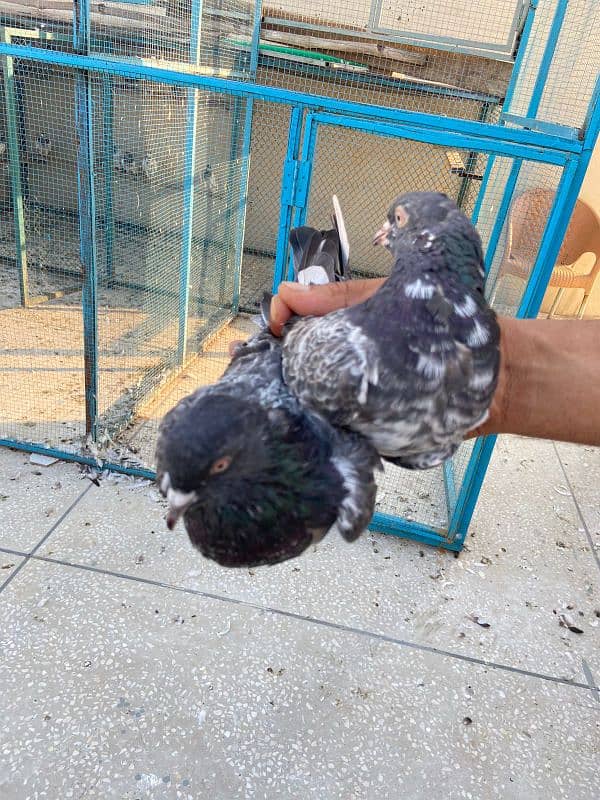 breeder pigeon pair  madiyan available 3