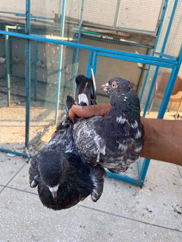 breeder pigeon pair  madiyan available 4