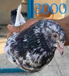 breeder pigeon pair  madiyan available