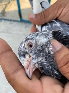 breeder pigeon pair  madiyan available