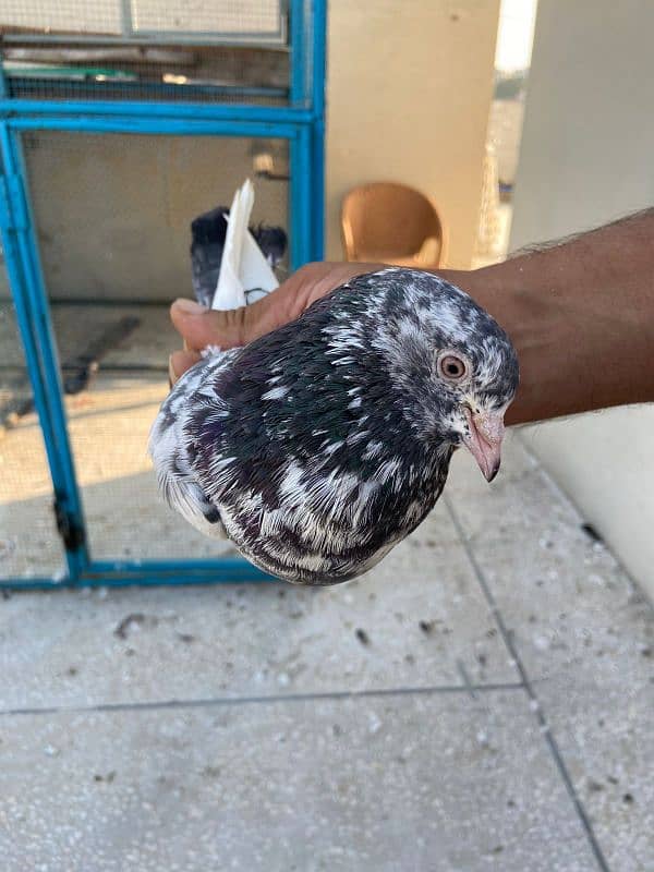 breeder pigeon pair  madiyan available 7