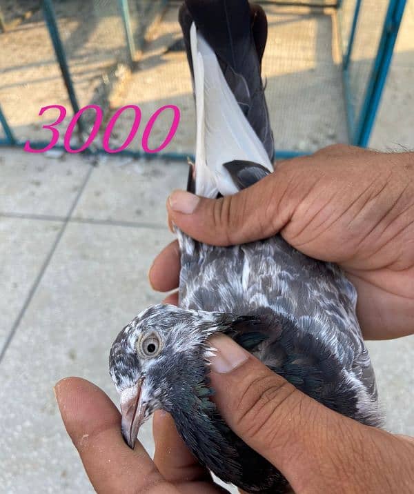 breeder pigeon pair  madiyan available 8