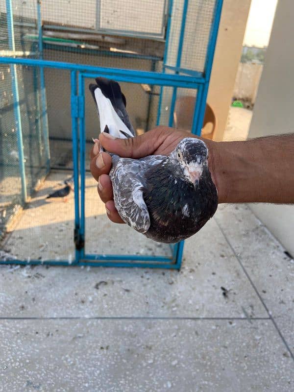 breeder pigeon pair  madiyan available 9