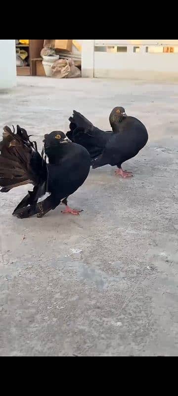 Black lakha (Indian Fantail) 0