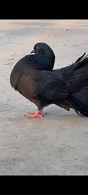 Black lakha (Indian Fantail) 1