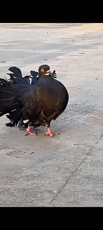 Black lakha (Indian Fantail) 2