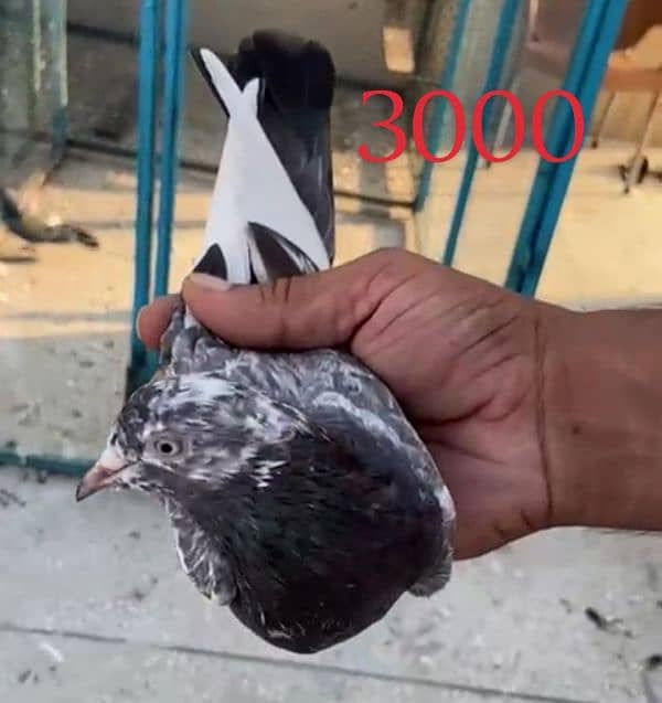 breeder pigeon pair  madiyan available 12