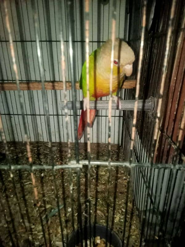 pineapple conure red belly 1