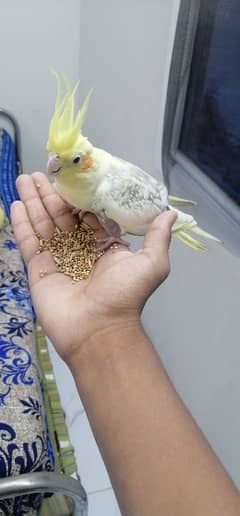 semi tame female cockteil