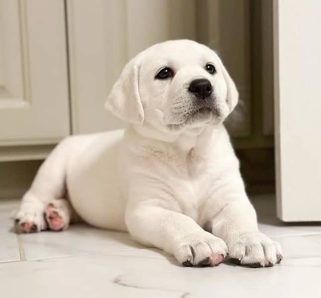 Labrador Retreiver puppies 0