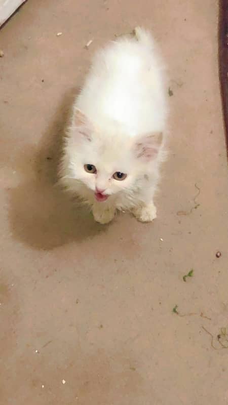 Persian kittens for sale 2