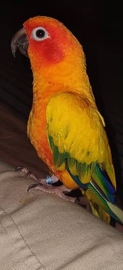 sun conure hand tame male