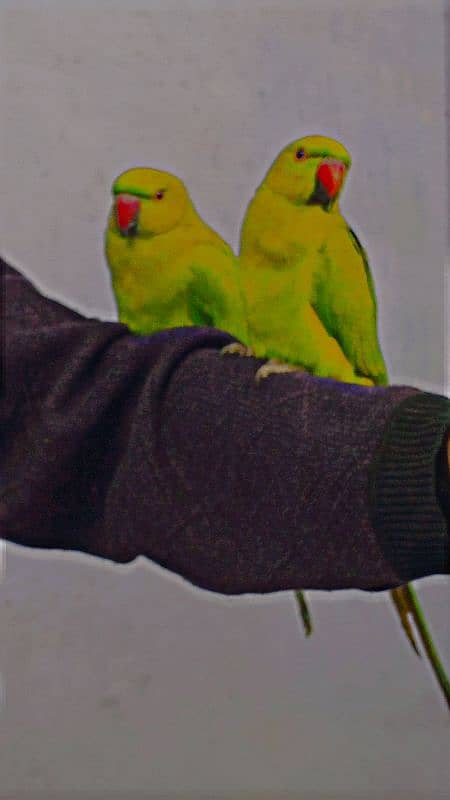 hand taim ringneck breeding pair 0