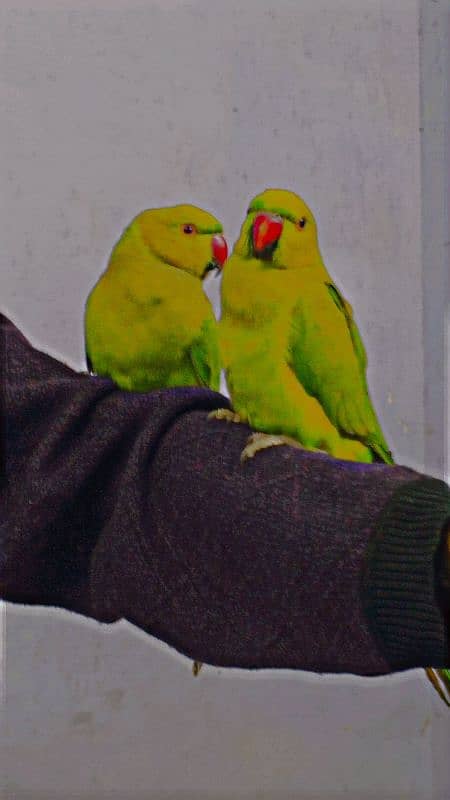 hand taim ringneck breeding pair 1