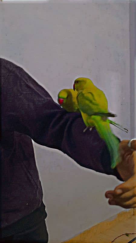 hand taim ringneck breeding pair 2