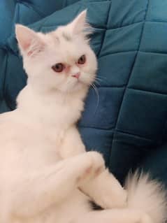 Pair of Persian Kittens Triple Coat Available to Adopt