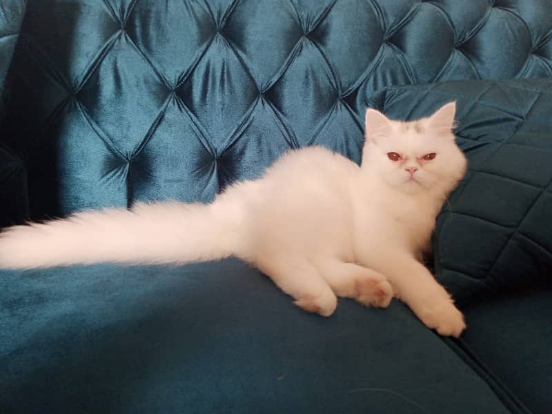 Pair of Persian Kittens Triple Coat Available to Adopt 1