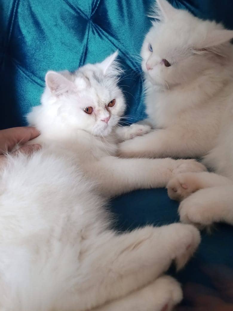 Pair of Persian Kittens Triple Coat Available to Adopt 5