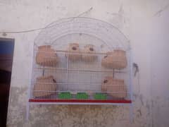 Australiyan parrot & cage for sale