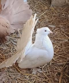 white American breedr pair