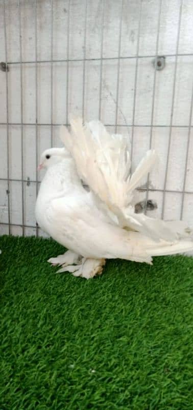 white American breedr pair 2